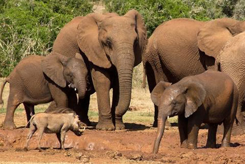 Lợn rừng chiến voi: Kết bất ngờ cho kẻ 'bất cần đời'