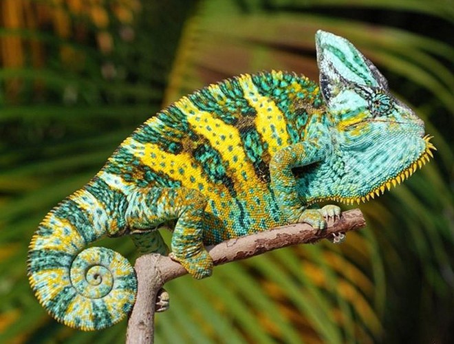 Những loài động vật "biến hóa" thần kỳ qua khả năng thay đổi màu sắc trên da, trên lông