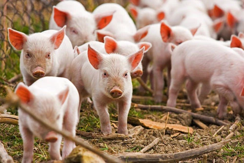 Bộ Nông nghiệp cho phép nhập khẩu lợn sống chính ngạch nhằm bình ổn giá thịt trong nước.