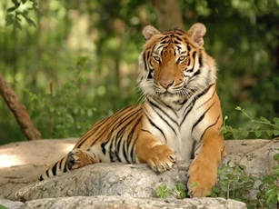 'Phủi sạch vận đen', 3 con giáp dễ phát tài trúng lớn trong 21 ngày tới