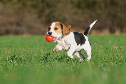 Bước sang tháng 6 Dương lịch, những con giáp này dễ 'đổi đời' trúng lớn, giàu có mất phần thiên hạ