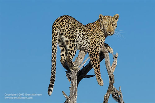 Cướp mồi của chó hoang, báo đốm run rẩy trên cây khô