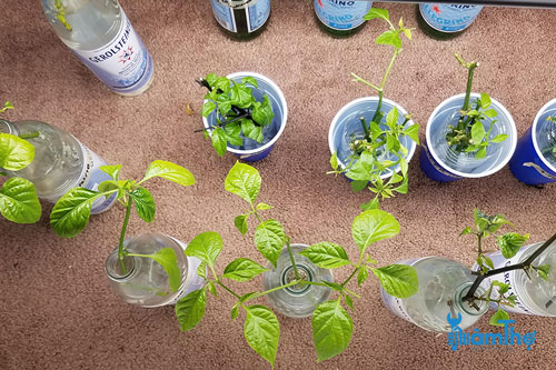 CLIP: Cách nhân giống cây trồng từ cành ngâm trong nước cực đơn giản