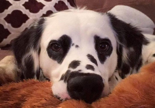 Những con vật sở hữu "đôi mắt biết nói"