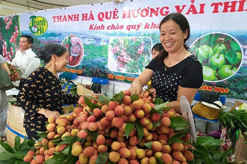 Vải ngon Thanh Hà cho người Hà Nội