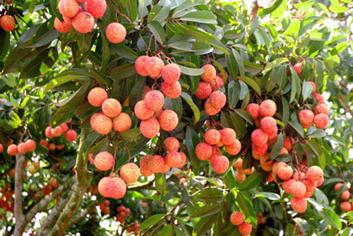 Vải thiều Bắc Giang ngon nhất từ trước đến nay