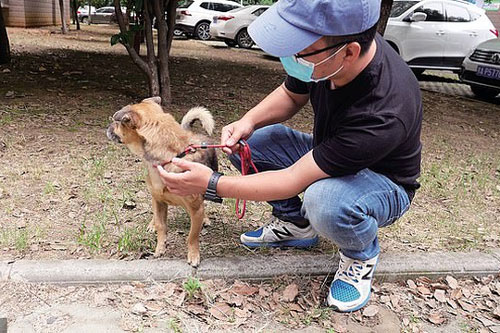 Cảm động chú chó đợi chủ đã qua đời tại bệnh viện ròng rã 3 tháng