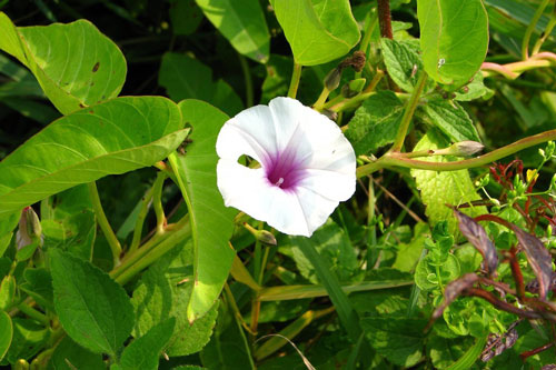 Những sai lầm khi ăn rau muống khiến "cái miệng làm hại cái thân"