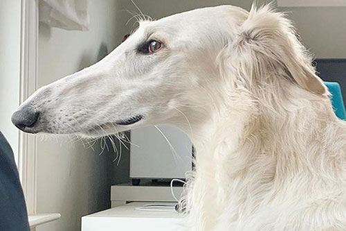 Chú chó đáng yêu có mõm siêu dài thu hút cư dân mạng