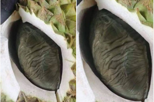 Mu quả sầu riêng về, cô gái giật mình vì ngỡ một con chuột béo nằm bên trong, nhưng hóa ra lại là múi sầu riêng màu đen lần đầu thấy trong đời