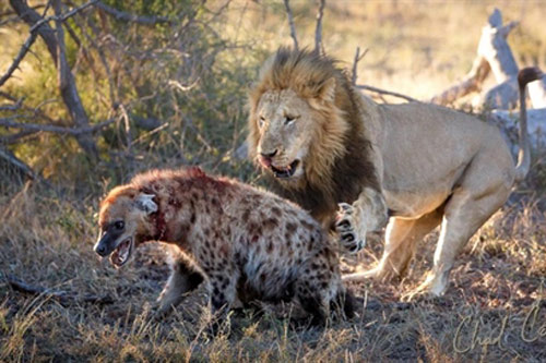 Linh cẩu độc chiến sư tử: Bi kịch