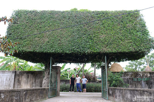 Độc đáo cổng nhà làm từ 2 cây duối cổ thụ ở Nghệ An