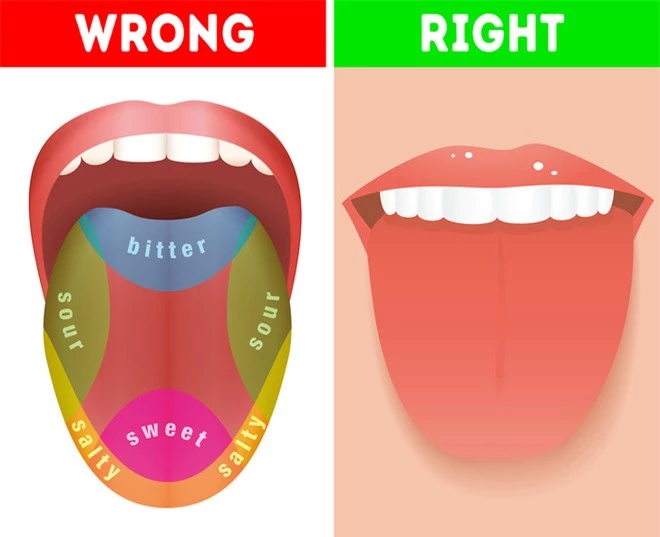 Con người tiến hóa từ vượn? Những quan điểm sinh học sai lầm mà nhiều người vẫn tin sái cổ - Ảnh 5.