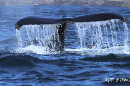Tại sao cá voi vung đuôi lên xuống, nhưng cá mập lại vung đuôi sang hai bên?