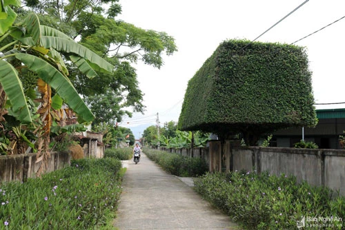 Từ đầu làng đã nhìn thấy chiếc cổng xanh độc đáo của nhà anh Nguyễn Xuân Ngọc (31 tuổi) ở xóm 6, xã Nam Lĩnh.