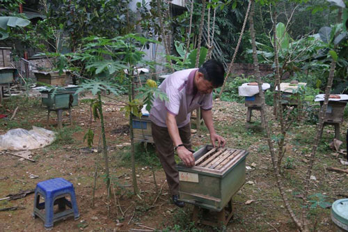 Ông Mai Văn Chữ, khu 3, phường Kỳ Sơn (TP Hòa Bình) kiểm tra đàn ong trong vườn nuôi của gia đình.