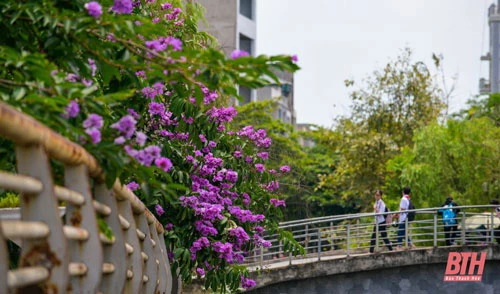 Dọc các tuyến phố khu vực trung tâm TP Thanh Hóa, hoa bằng lăng bắt đầu nở rộ tím biếc các góc đường.