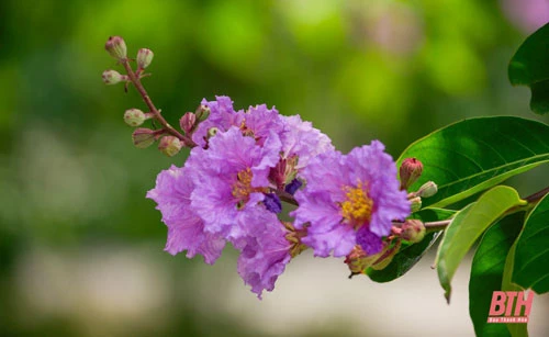 Hoa bằng lăng có màu tím biếc, khi gặp mưa thì chuyển thành màu tím nhạt rất đẹp mắt. Hoa thường mọc thành từng chùm ở đầu cành, cành hoa có chiều dài từ 20-30 cm.