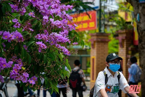 Màu tím thủy chung của hoa bằng lăng tím gắn liền với tuổi học trò của nhiều thế hệ.