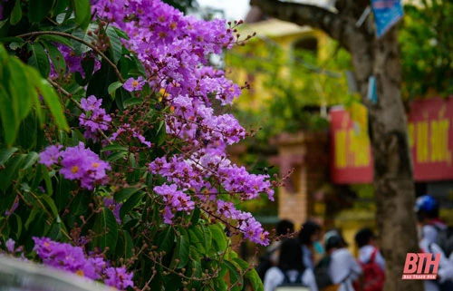 Vẻ đẹp của hoa bằng lăng đan quyện vào vạt nắng vàng tạo nên một bức tranh sinh động khi thành phố vào hè.