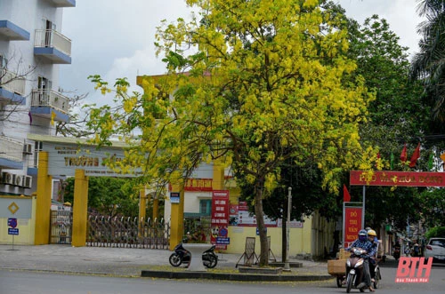 Cây muồng còn có tên Osaka hay Osaka hoa vàng, phát triển tốt ở nơi có nhiều nắng và thoát nước tốt.