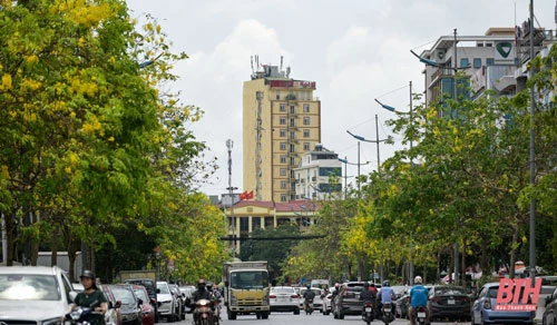 Đường Phan Chu Trinh, TP Thanh Hóa nhuộm trong sắc vàng của hoa muồng hoàng yến.