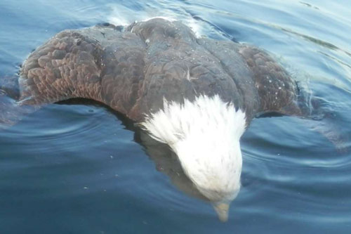 Đại bàng chết thảm vì loài chim nhỏ bé bất ngờ