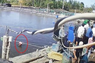 Cà Mau: Khẩn trương điều tra, xử lý gian lận trong thu mua tôm nguyên liệu