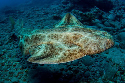 Cá mập tự phá thai khi bị bắt