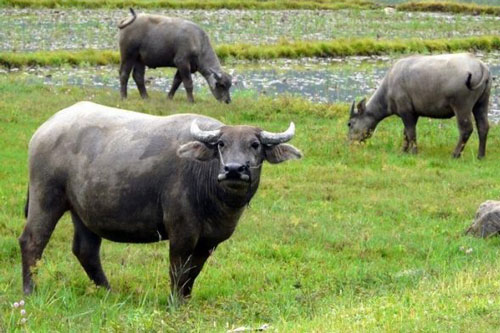 Nhận lộc trời cho, 3 con giáp này dễ giàu có bất ngờ, tiền bạc đầy ví trong 3 ngày đầu tháng 6 Dương lịch