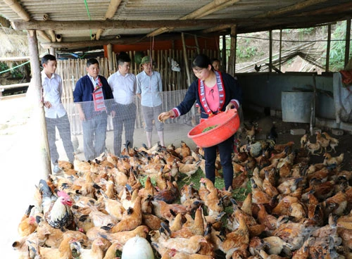 Nhiều hộ gia đình ở Hoàng Su Phì có thu nhập khá từ nuôi gà an toàn sinh học. Ảnh: Lê Hoàn. Nhiều hộ gia đình ở Hoàng Su Phì có thu nhập khá từ nuôi gà an toàn sinh học. Ảnh: Lê Hoàn.