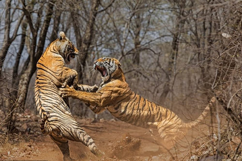 Mẹ con hổ lớn 'cốt nhục tương tàn': Hé lộ nguyên nhân