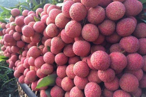 Chuyên gia Nhật sang Việt Nam trực tiếp giám sát xuất khẩu vải thiều