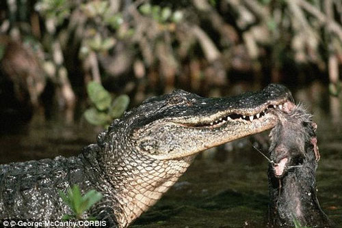 Vô tư đi vào "vùng đất cấm", chồn nhận kết cục bi thảm khi bị "vua đầm lầy" phát hiện