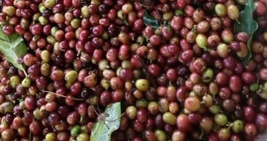 Xuất khẩu nhóm nông, lâm, thủy sản chính đồng loạt giảm