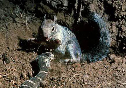 1001 thắc mắc: Những loài vật nào có khả năng kháng độc tuyệt diệu?