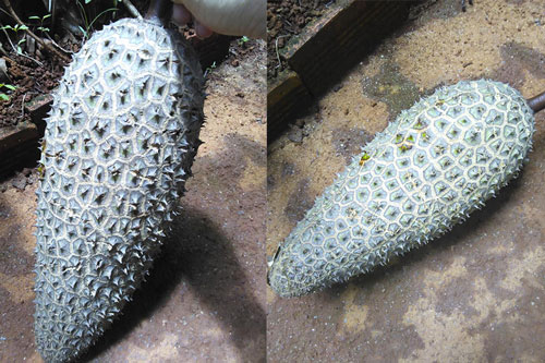 Cô gái đăng đàn khoe quả sầu riêng dị dạng như bị đột biến, dân mạng chỉ ra ngay một “điềm báo” chẳng lành