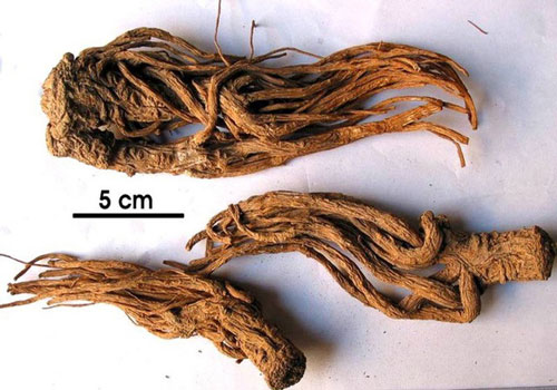 Đương quy - "Nhân sâm" dành cho phụ nữ