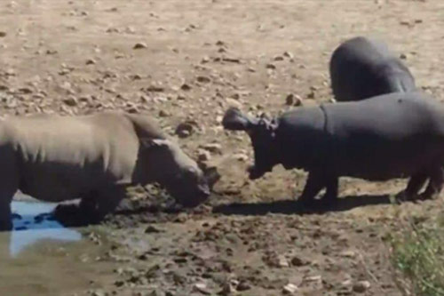 Tê giác mất sừng chết thảm dưới tay hà mã