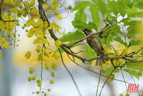 TP Thanh Hóa đẹp “quyến rũ” những sắc hoa vào hạ