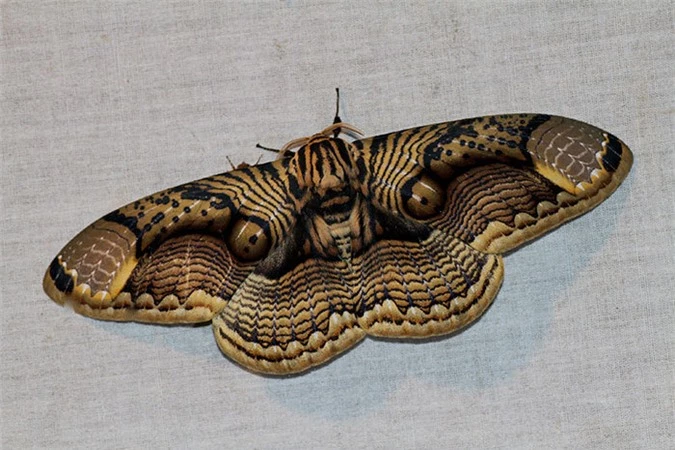 Mê hoặc hình ảnh bướm đêm với đôi cánh như mắt hổ