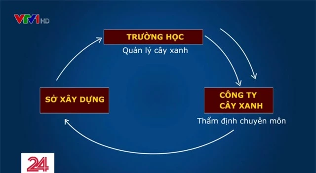 Nhập nhằng việc quản lý cây xanh trong trường học - Ảnh 2.