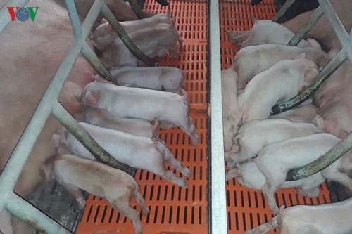 Thịt lợn hơi tăng trở lại, vượt qua ngưỡng 100.000 đồng/kg