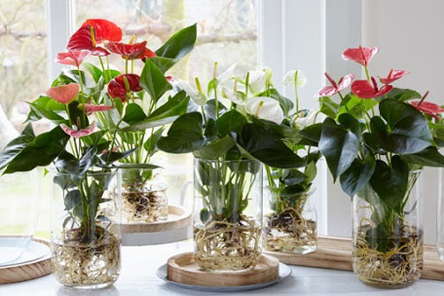 CLIP: Hướng dẫn tái chế bình nhựa thành chậu trồng hoa, nuôi cá