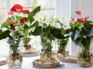 CLIP: Hướng dẫn tái chế bình nhựa thành chậu trồng hoa, nuôi cá