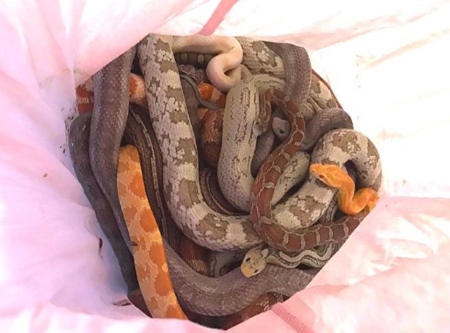 Bí ẩn bao trùm kỳ án hàng chục con rắn và trăn quý giấu trong vỏ gối