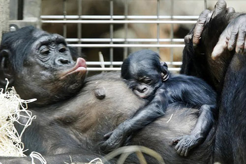 Các nhà khoa học Anh phát hiện biểu hiện ngôn ngữ ở tinh tinh