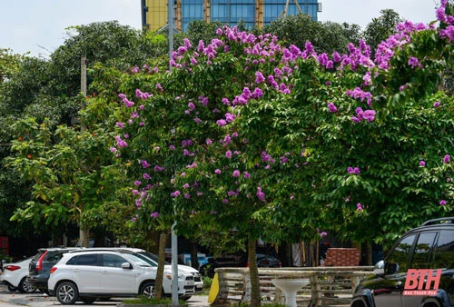Tháng 5 về, hoa bằng lăng bắt đầu nở rộ khắc các tuyến phố của TP Thanh Hóa, báo hiệu mua hè đã về.