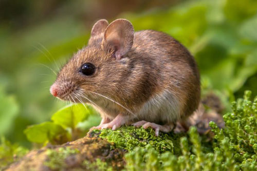 Dự đoán tử vi tuần mới 1/6 - 7/6/2020 cho 12 con giáp: Tuổi Tý xui xẻo đủ đường, tuổi Sửu không nên mạo hiểm