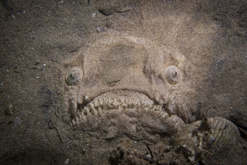 Thợ lặn hốt hoảng khi đối mặt với cá mặt quỷ dưới đáy đại dương